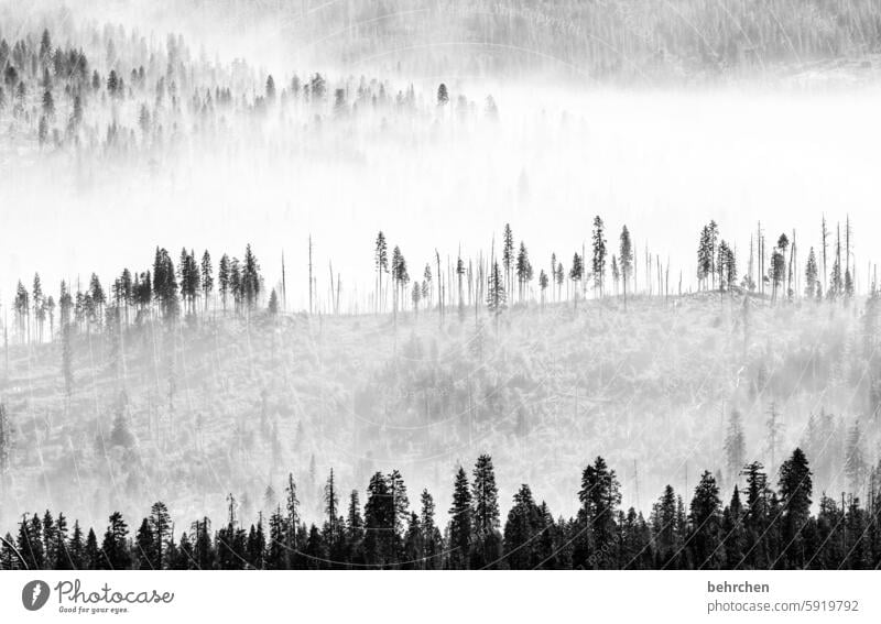 so viel dazwischen Landschaft mystisch reisen Märchenwald Märchenhaft yosemite Yosemite NP Kalifornien Amerika USA geheimnisvoll schön Wald Baum Natur stille