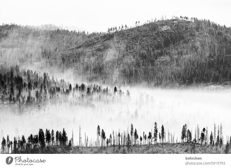 im nebel wandeln Schwarzweißfoto Bäume Schatten Nebel Baumstamm stille Natur Wald schön geheimnisvoll USA Amerika Kalifornien Yosemite NP yosemite Märchenhaft