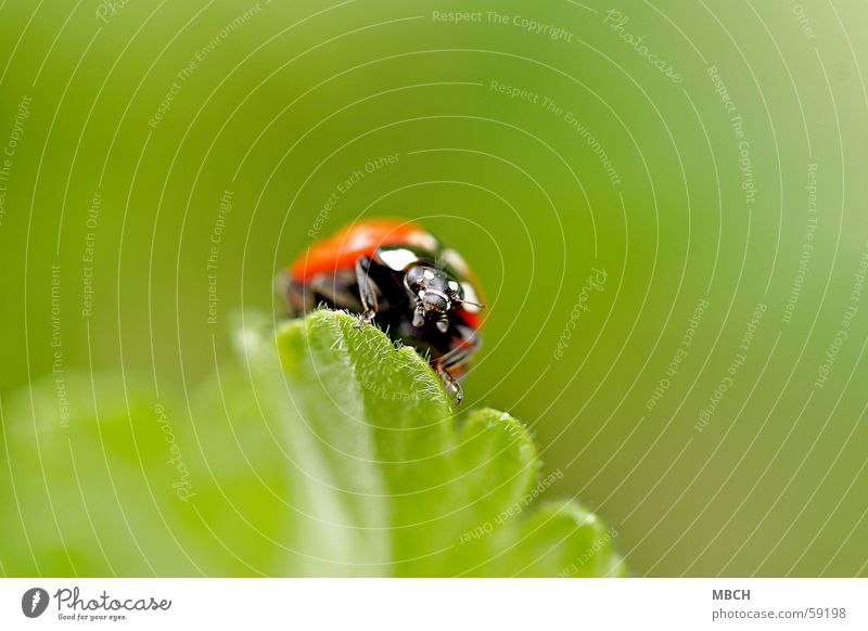 Auf Wanderschaft Marienkäfer Fühler Blatt grün weiß schwarz Beine Tier Insekt Käfer orange Zacken