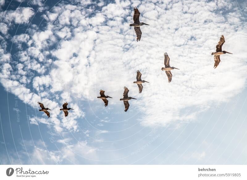 flatterhaft Wolken Fernweh schön fantastisch außergewöhnlich San Francisco Amerika träumen Pelikan USA Freiheit fliegen Himmel Ferien & Urlaub & Reisen Vogel