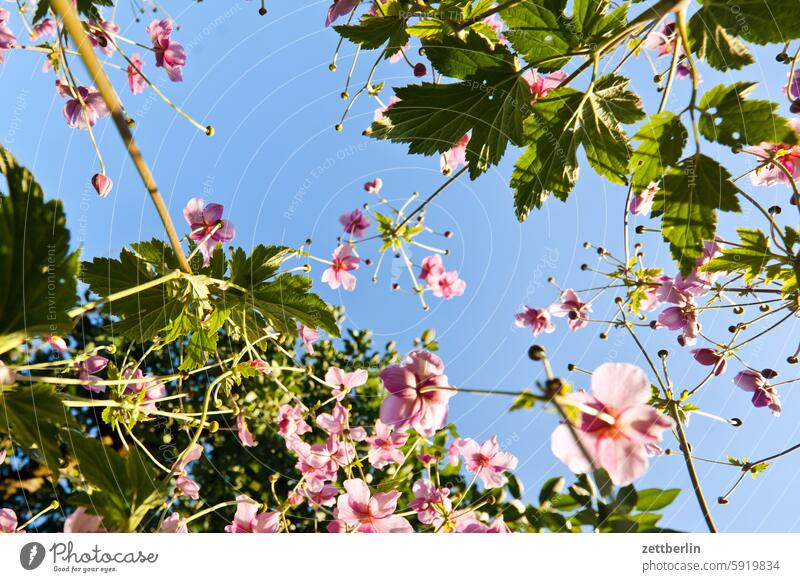 Und weitere Herbstanemonen aus der Froschperspektive ast baum blühen blüte erholung ferien frühling garten hecke herbstanemone himmel kleingarten