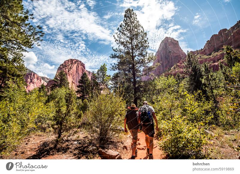 zion Wald USA Bäume Amerika reisen Berge u. Gebirge Sonnenlicht Landschaft Felsen Ferien & Urlaub & Reisen Natur Zion National Park Utah rot Stein beeindruckend