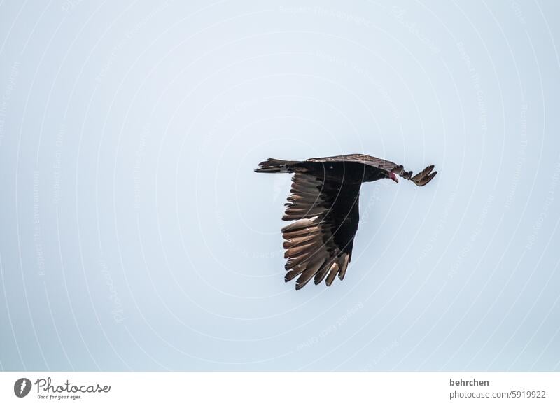 geierneier Geier Truthahngeier besonders wild Wildtier Tierliebe Tierschutz frei Federn Gefieder Flügel frei sein Vogel Ferien & Urlaub & Reisen Himmel Freiheit