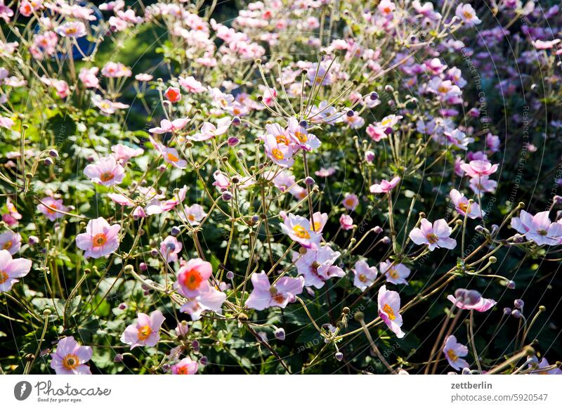 Herbstanemonen (letztes Bild) ast baum blühen blüte erholung ferien frühling garten hecke herbstanemone himmel kleingarten kleingartenkolonie knospe