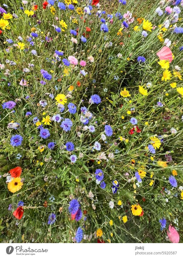 Bienenpardies Blumen Blüten Kornblumen Mohn rosa gelb grün Wiese rot Farbe farbig Farbtupfer Sommer weiß Pollen Nektar lila Garten blau natürlich Natur bunt