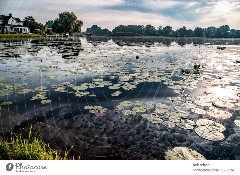 seelandschaft Reflexion & Spiegelung spiegelung weite Ferne Fernweh besonders fantastisch Natur Ferien & Urlaub & Reisen See Landschaft Bäume Wolken USA Amerika