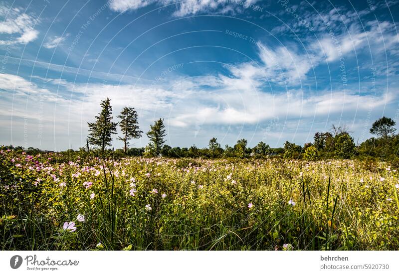 unterwegs in indiana Wiese Landschaft Himmel USA Amerika Ferien & Urlaub & Reisen Blumen Sommer