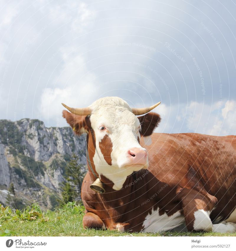Erstes 2014 | Topmodel vom AST6... Ferien & Urlaub & Reisen Berge u. Gebirge Bayern Umwelt Natur Landschaft Pflanze Tier Himmel Wolken Frühling Schönes Wetter