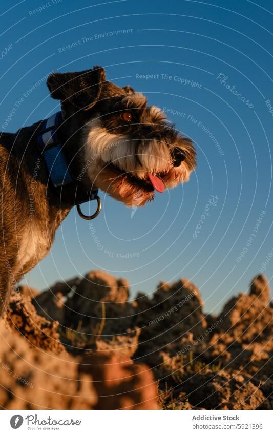 Miniaturschnauzer streckt die Zunge heraus, während er auf einer felsigen Landschaft gegen einen klaren blauen Himmel an einem sonnigen Tag sitzt Hund sitzen