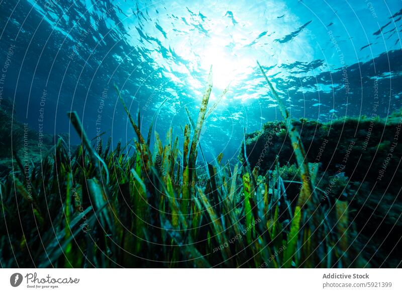 Meeresboden mit Pflanzen und Korallen MEER reffen Sonnenlicht malerisch üppig (Wuchs) grün Natur wachsen unter Wasser durchsichtig hell blau Umwelt marin