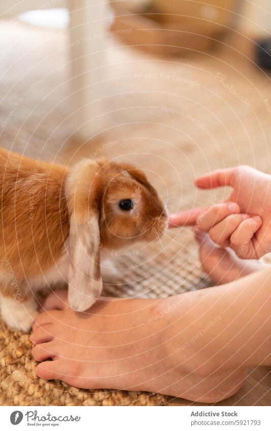 Person spielt mit Kaninchen zu Hause Hase spielen heimwärts Fussel heimisch Tier Haustier niedlich bezaubernd lustig wenig Säugetier Flaum braun Fell Stock