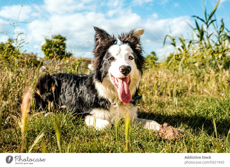 Glücklicher Border Collie spielt in einem sonnigen Park Hund Gras Sommer spielen Sonnenschein im Freien Natur Haustier Tier freundlich freudig heiter schwarz