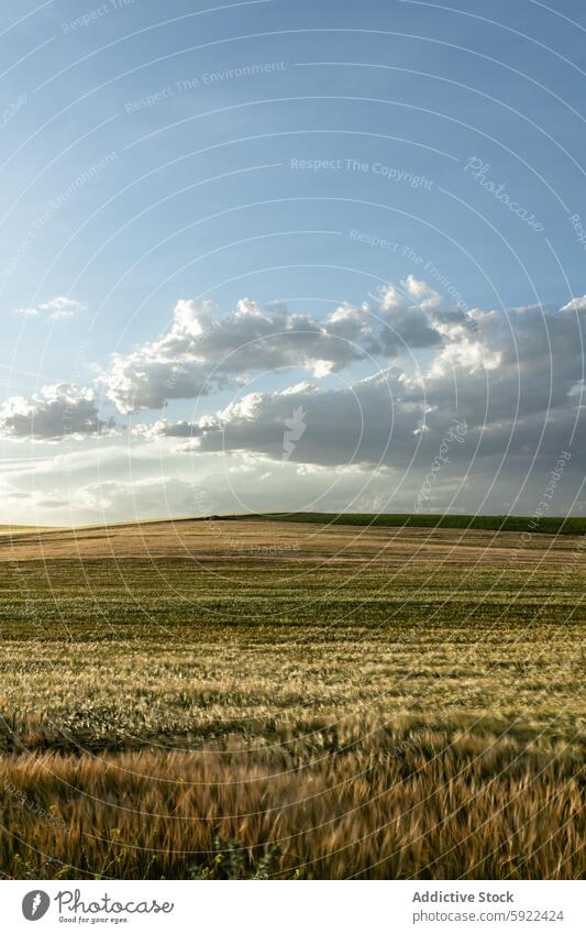 Herbstfeld unter Kumuluswolken im Sonnenlicht Feld wolkig Blauer Himmel Natur Grasland Landschaft Umwelt Ökologie fallen Atmosphäre vegetieren Wiese malerisch