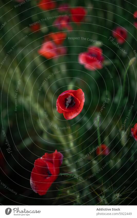 Blühende Mohnblumen mit zarten Blütenblättern im Feld Papaver Blume Botanik Natur Pflanze vegetieren Wittern Wiese Landschaft rein Blütezeit Umwelt malerisch