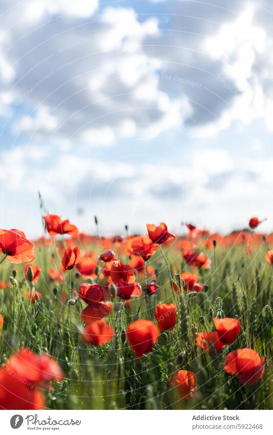 Blühende Mohnblumen auf dem Land unter blauem Himmel Blume Blütezeit Feld Natur Landschaft Umwelt kultivieren Blauer Himmel Papaver malerisch Botanik vegetieren