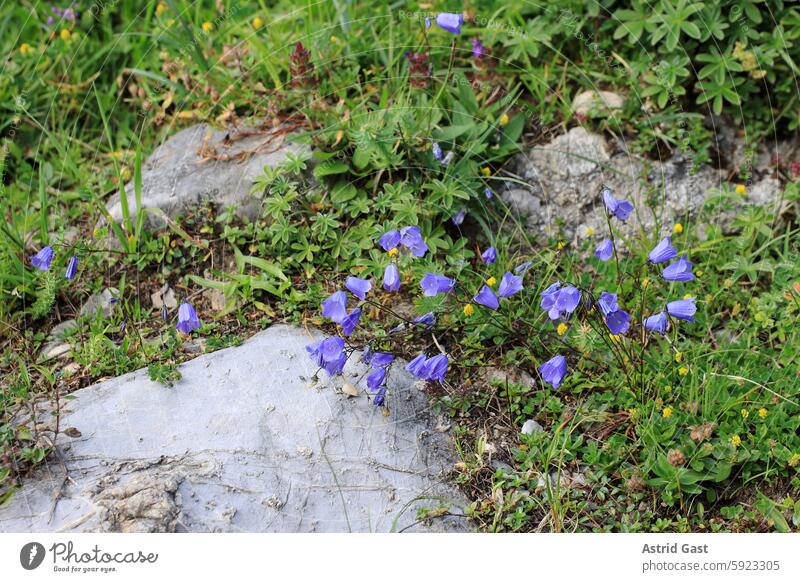 Winterharte lila Glockenblumen im Gebirge von Österreich wildpflanze glockenblume gebirge berge alpen österreich blühen blüten blau wachsen sommer höhe