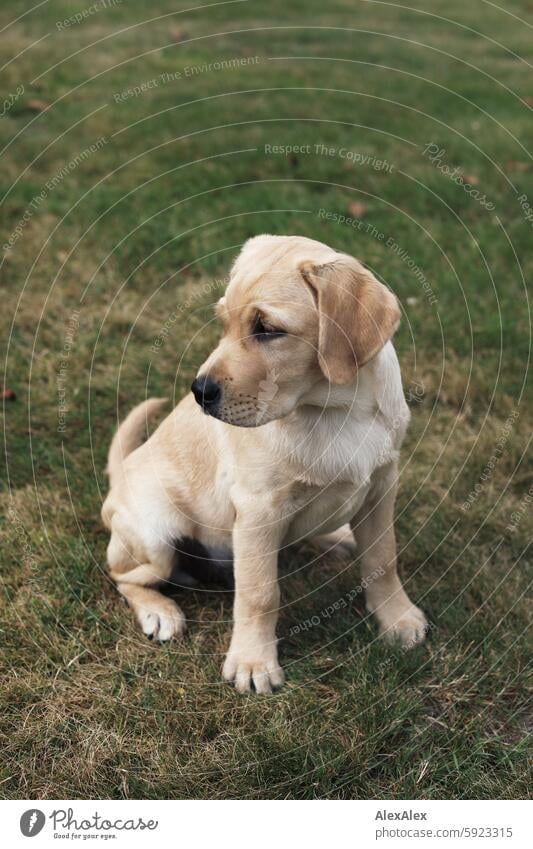 Kleiner, blonder Labrador- Welpe sitzt auf einem Rasen im Gras und schaut ins Weite Hund Haustier Baby Tier-Baby Säugetier niedlich schön klein Reinrassig Blick