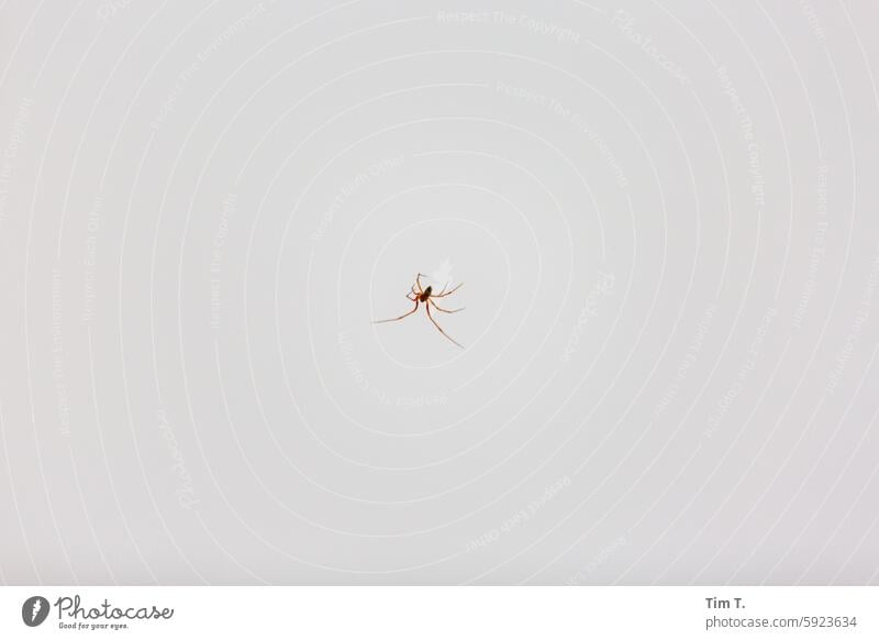 Spinne im Haus Berlin Makroaufnahme Nahaufnahme Tier Farbfoto Insekt Schwache Tiefenschärfe Tierporträt Menschenleer krabbeln Innenaufnahme Detailaufnahme