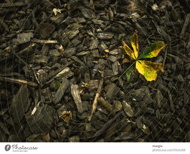 Herbstblatt auf Holzspänen Detailaufnahme Blatt Kastanienblatt Natur herbstlich