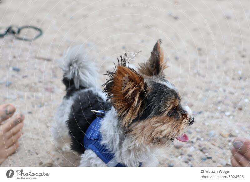 Kleiner Hund am Strand Außenaufnahme Farbfoto Haustier Tier Natur Küste Sand Tierporträt Schönes Wetter Umwelt langhaarig Freude