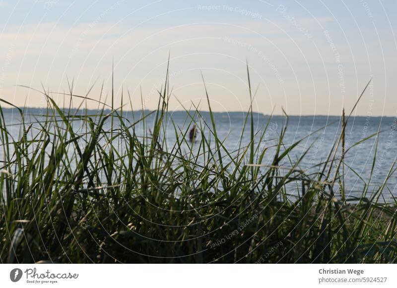 Strand an der Wohlenberger Wiek, Campingplatz Liebeslaube Düne Dünengras Küste Natur Ferien & Urlaub & Reisen Himmel Meer Tourismus Landschaft Erholung Ostsee