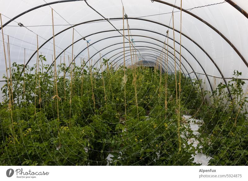 Tomaten Gewächshaus Gewächshaustunnel Landwirtschaft Pflanze Lebensmittel anbauen Wachstum Gemüse natürlich organisch Ernährung Garten frisch Ackerbau Ernten