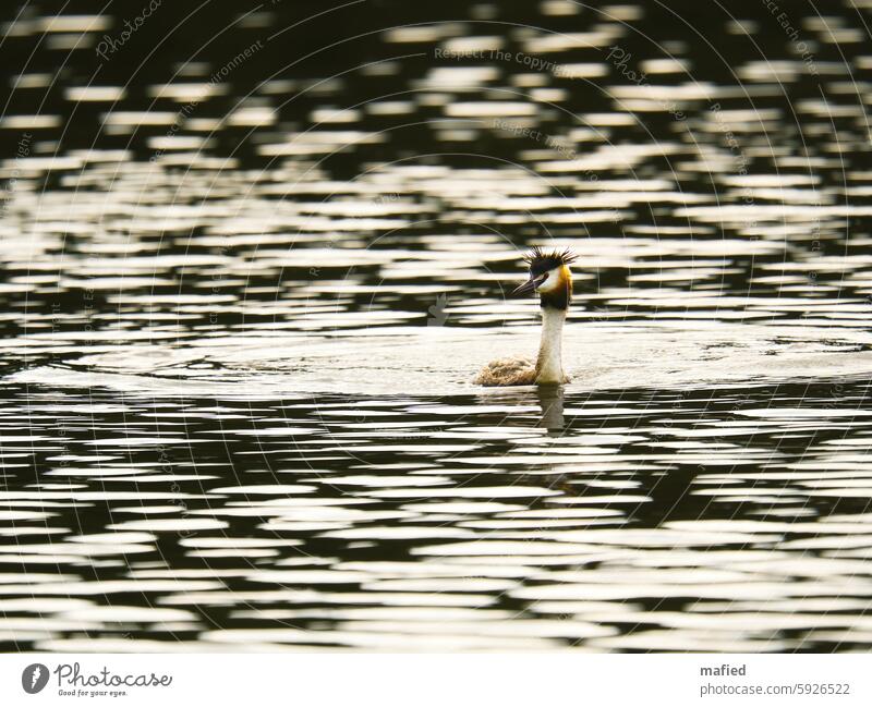 Haubentaucher schwimmt auf einem See Seeufer Wellen Lichtreflex Hell/dunkel Federhaube Prachtkleid Vogel Wasservogel Reflexion & Spiegelung Tier Wasservögel