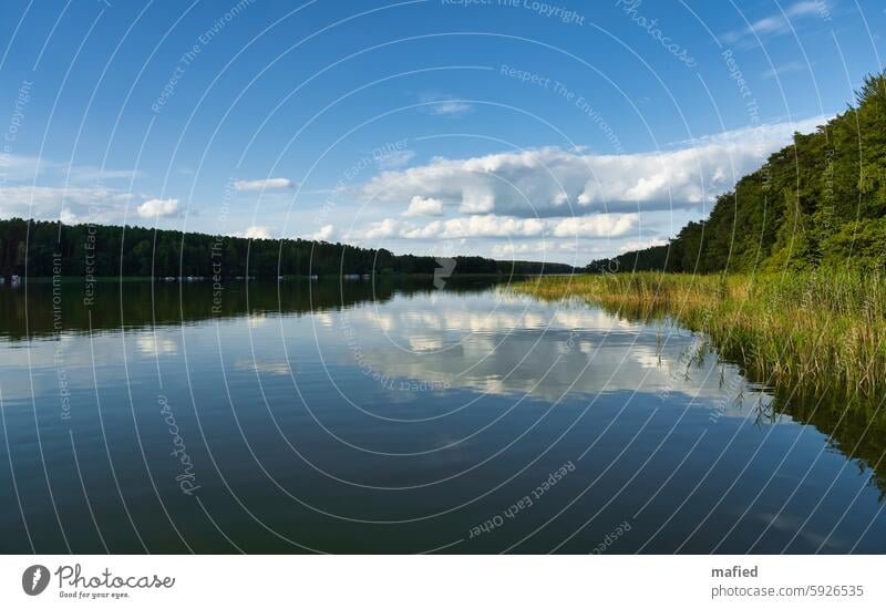 Sommertag auf der Mecklenburger Seenplatte Floßtour Wasser Himmel Spiegelung Wald Schilf Wolken Natur Landschaft Seeufer Außenaufnahme Wasseroberfläche