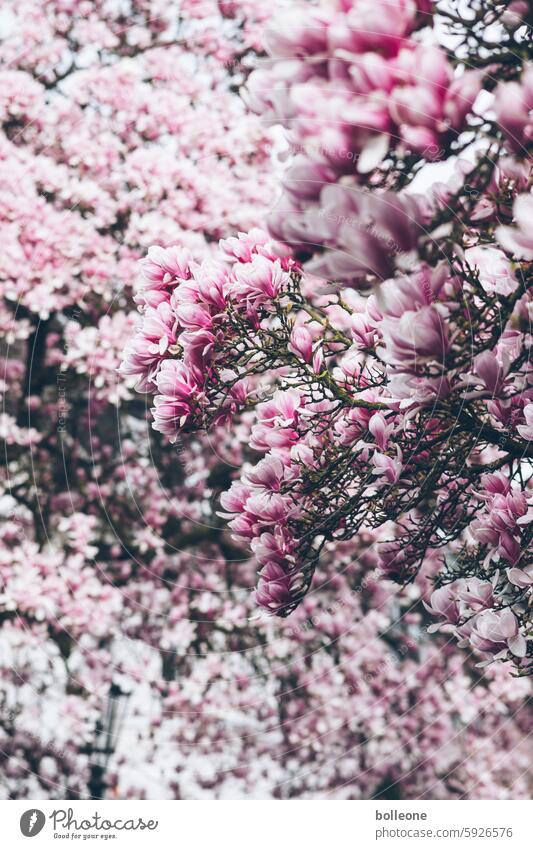 Magnolienbum mit Magnolienblüten im Frühling Pflanze Magnolienbaum rosa Natur Magnoliengewächse Frühlingsgefühle Blütenknospen Blühend Außenaufnahme blühen zart