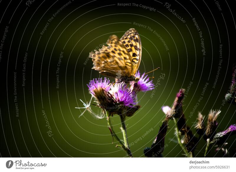 Die  Schmetterling Kaisermantel - Frau hat zu einer Zwischenlandung auf einer Blüte angesetzt. Menschenleer Natur Pflanze Farbfoto Außenaufnahme Sommer Blume