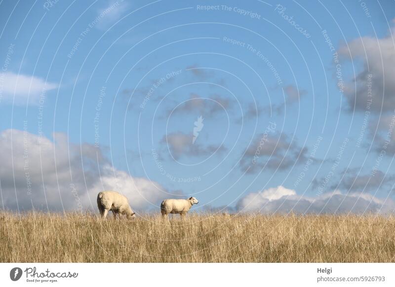 Hallig Gröde | zwei Schafe grasen am Deich Tier Säugetier Gras Himmel Wolken schönes Wetter Natur Landschaft Idylle idyllisch Wiese Wolle Außenaufnahme Nutztier