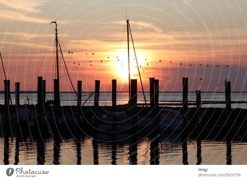 Sonnenuntergang im Hafen von Schlüttsiel Abend abends Hafenanlage Segelboot Wasser Nordsee Meer Nordfriesland Schleswig-Holstein Licht Schatten Pfahl Holzpfahl