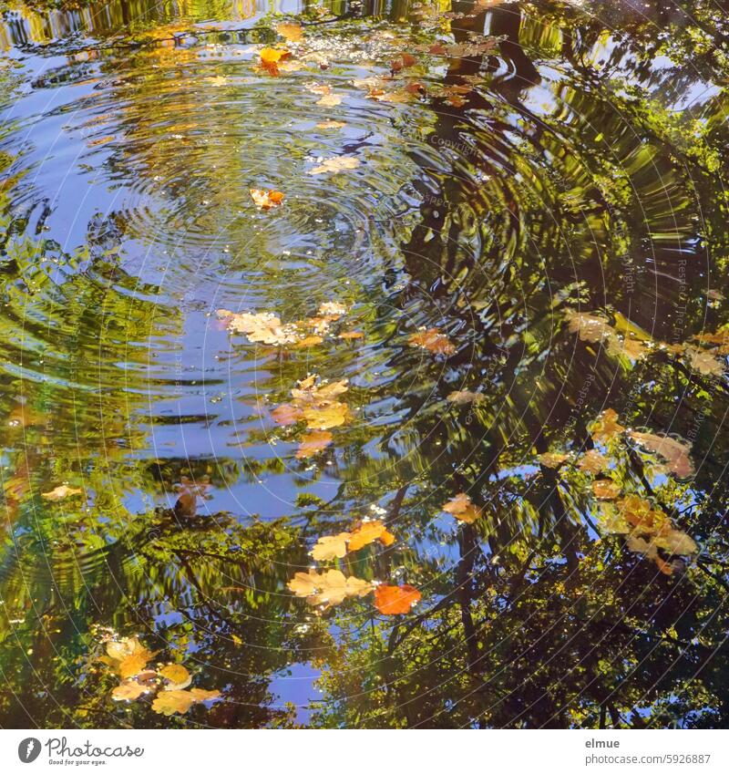 kreisförmige Wellen auf einem Teich indem sich Bäume spiegeln und auf dem Herbstlaub schwimmt Wasser See Wasserring Laub Kreise ziehen Wasseroberfläche