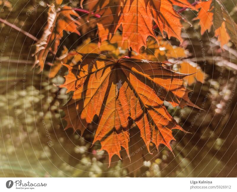 Herbstliches Ahornblatt Blatt Außenaufnahme Baum Umwelt Farne Detailaufnahme Wald Wachstum Nahaufnahme Pflanze Hintergrund sonnig Sonnenlicht Licht Bäume Natur