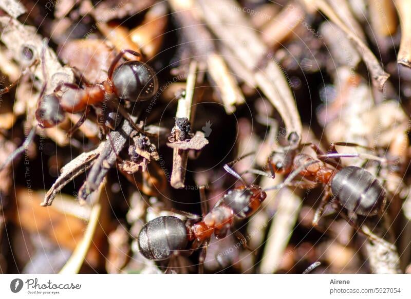 zusammen bauen Ameise Ameisenhügel Nahaufnahme chaotisch durcheinander Natur Arbeiterinnen Ameisenvolk Formicidae Insekten Wildtiere Waldameisen Tiere Formica