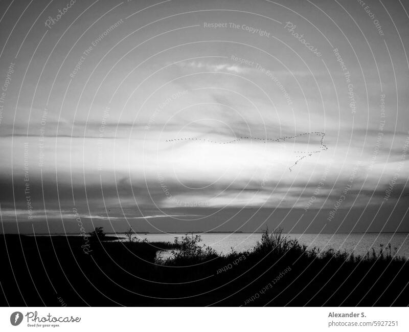 Meer an Küste mit Gras am Ufer, Wolken und Vögel in der Dämmerung Meereslandschaft Wasser Natur malerisch Landschaft Himmel Seeküste Meeresufer reisen