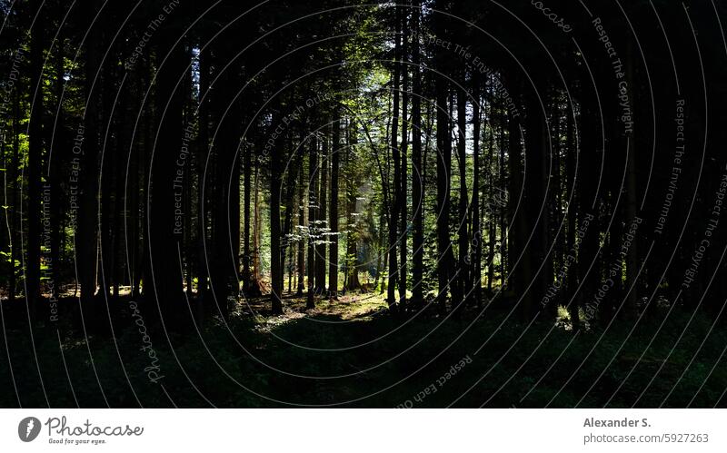 Dunkler Wald mit Baum-Silhouetten Waldrand Bäume Mystischer Wald Natur Waldlichtung Waldstimmung Waldspaziergang grün wandern Licht und Schatten