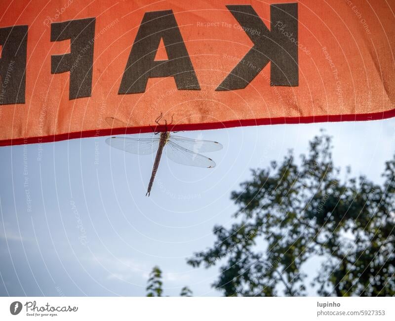 Große Libelle sitzt am Rand des Sonnenschirms groß orange Morgen Gegenlicht Gegenlichtaufnahme morgens Garten Detailaufnahme Nahaufnahme Außenaufnahme Tier