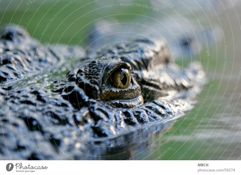 Auge in Auge mit der Gefahr Krokodil Wasseroberfläche Pupille Tier gefährlich Wildtier Tiergesicht Tierporträt Blick in die Kamera Urzeit Anschnitt