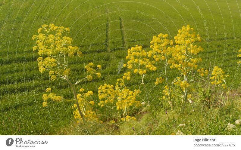 Im Vordergrund sehr große blühende Fenchelstauden in hellem gelbgrün. Dahinter ein frühlingsgrünes Kornfeld mit Fahrspuren. fenchelblüte Fenchelblüten Gemüse