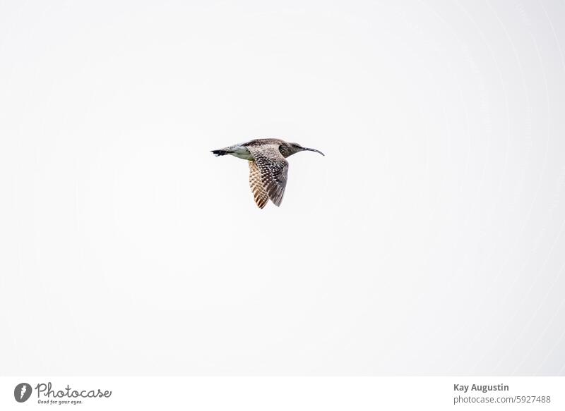 Regenbrachvogel Außenaufnahme Tier Vogel Wildtier Vögel Farbfoto Natur Numenius phaeopus Brachvögel Große Brachvogel gekrümmten Schnabel Vogel im Flug Sylt