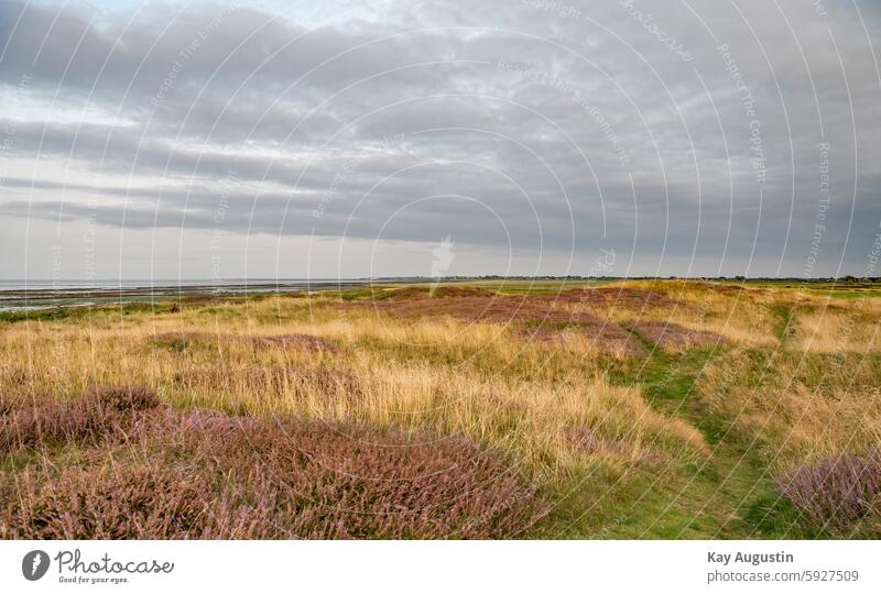 Am Wattenmeer Erikakraut Erikapflanzen Heideblüte Landschaft Sylt Insel Sylt Außenaufnahme Schleswig-Holstein Nordseeküste Farbfoto Natur Syltlandschaft