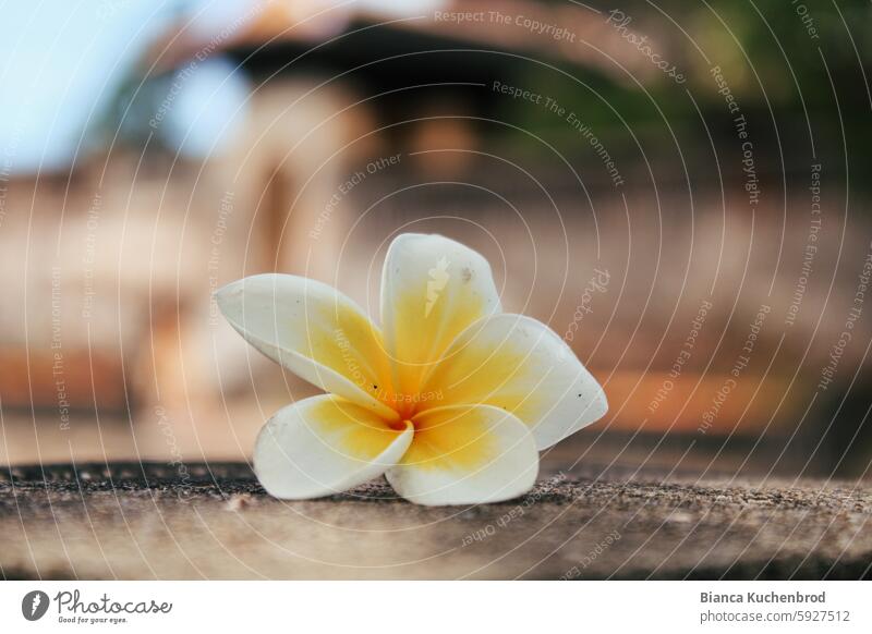 Frangipani-Blüte liegt auf einer Mauer vor verschwommenem Tempelgebäude in Vietnam Frangipaniblüte Blume Farbfoto Natur Schemen Pflanze Außenaufnahme Sommer Tag