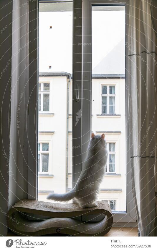 Kater steht auf der Kratzpappe am Fenster zum Hof Katze Prenzlauer Berg stehen Stadt Hinterhof Menschenleer Stadtzentrum Tag Berlin Hauptstadt Altstadt Altbau