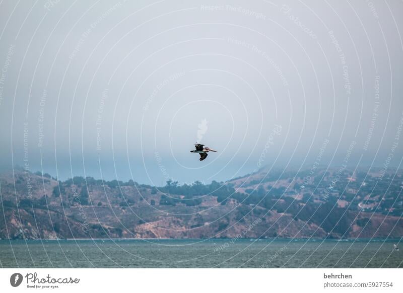 wolkengeschichten Meer beeindruckend besonders Wildtier Tierporträt Tierliebe Tierschutz frei frei sein Ferne Vogel Flügel Himmel fliegen Freiheit Pelikan