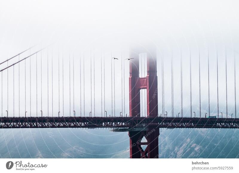 lieblingsbild Kalifornien Attraktion Sehenswürdigkeit Wahrzeichen Brücke Architektur Golden Gate Bridge Nebel außergewöhnlich fantastisch USA San Francisco