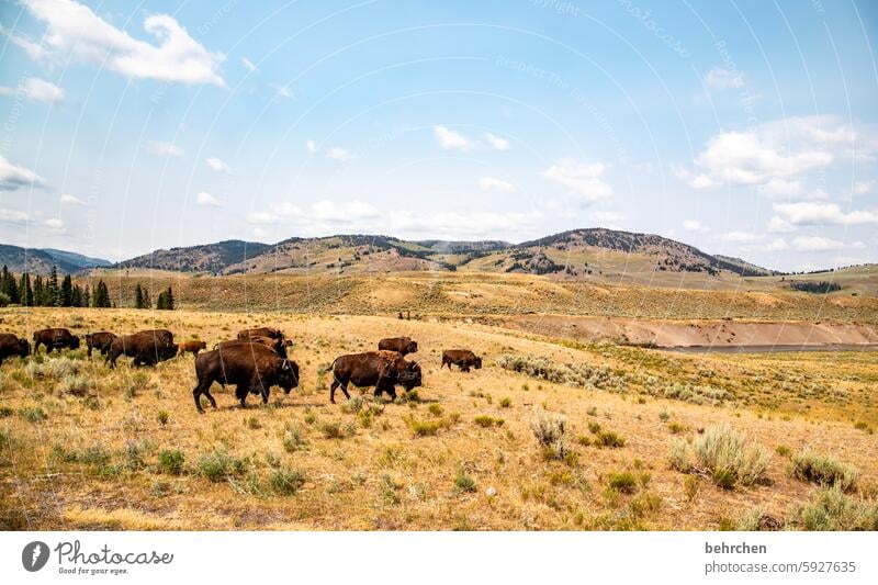 wildnis Wildtier Wyoming Yellowstone Nationalpark Amerika USA Tier Ferien & Urlaub & Reisen Freiheit Ferne außergewöhnlich fantastisch Tierliebe Tierschutz