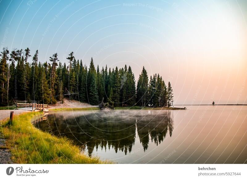 wenn der tag anbricht Yellowstone Nationalpark Baum Spiegelung Wasser See stille Wyoming Yellowstone lake Sonnenaufgang Sonnenlicht Dämmerung Sehnsucht Fernweh