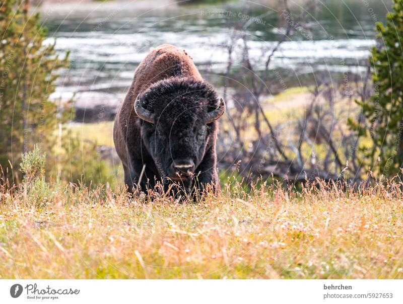 mr. bison Wildtier Wyoming Yellowstone Nationalpark Amerika USA wild Tier Ferien & Urlaub & Reisen Freiheit Ferne außergewöhnlich fantastisch Tierporträt