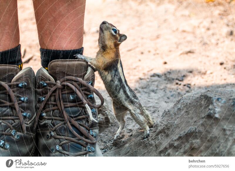 hab mich lieb! Nagetier Erdhörnchen Tierschutz Tierliebe Streifenhörnchen Tierporträt Nahaufnahme Detailaufnahme Neugier fantastisch frech niedlich